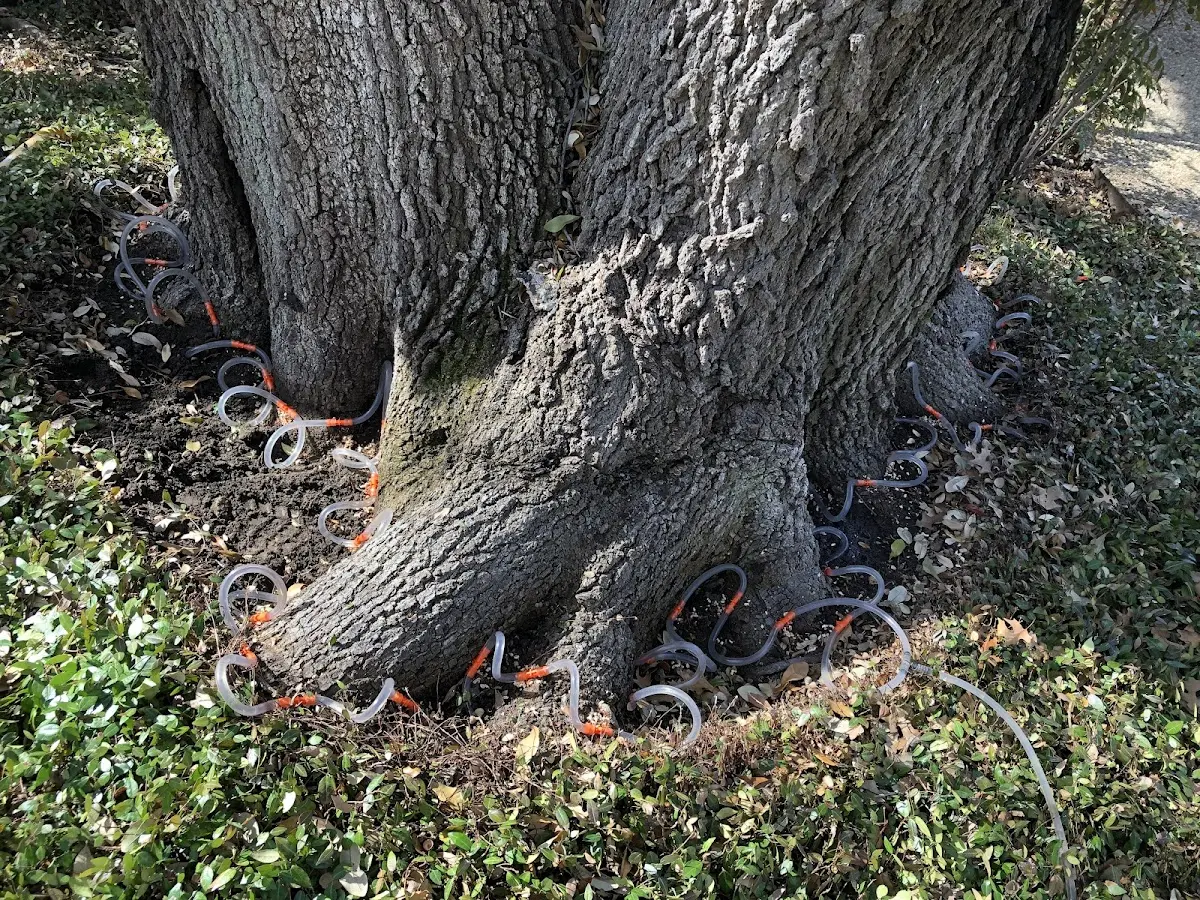Detailed Tree Cabling and Bracing job site in Shalimar
