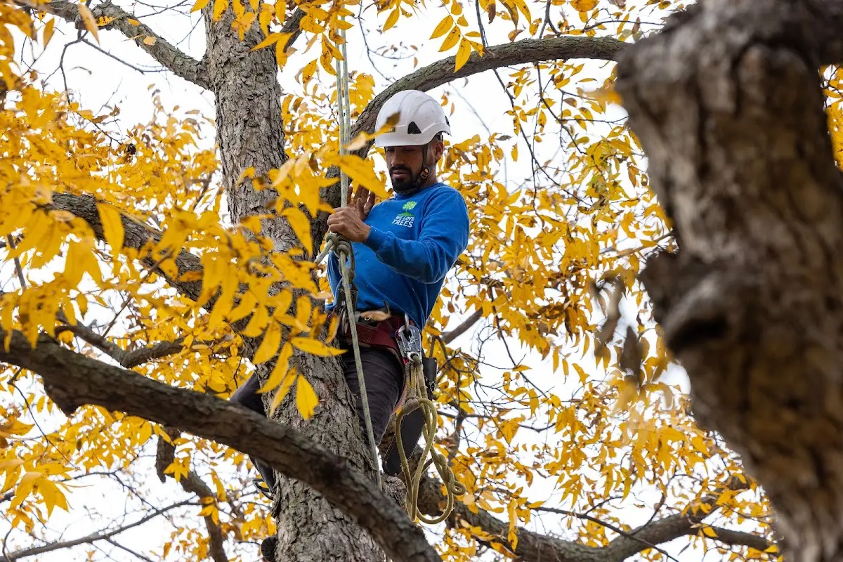 Skilled Tree Planing crew working in Shalimar