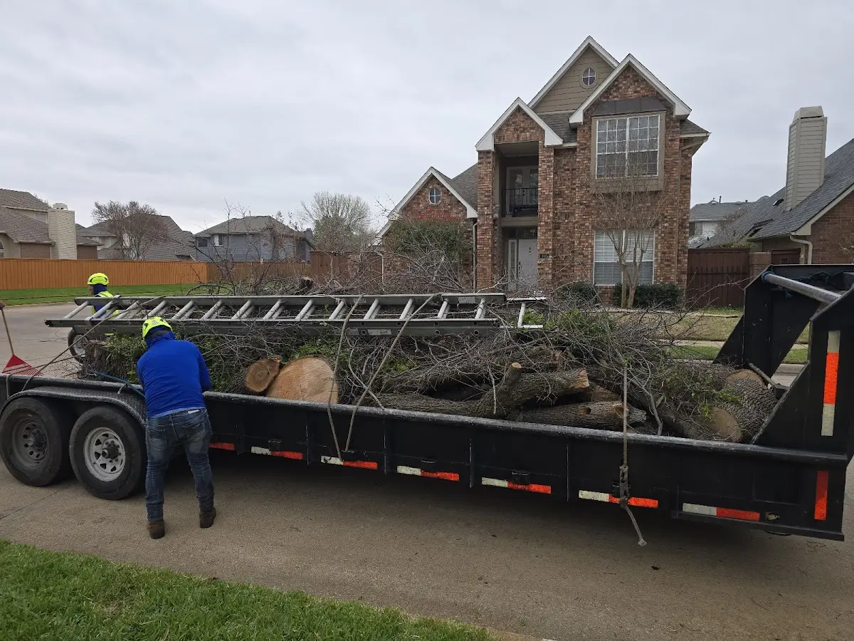 Expert Tree Removal with proper safety equipment in Shalimar